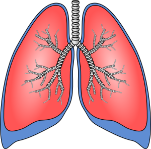 lungs-hi[1]
